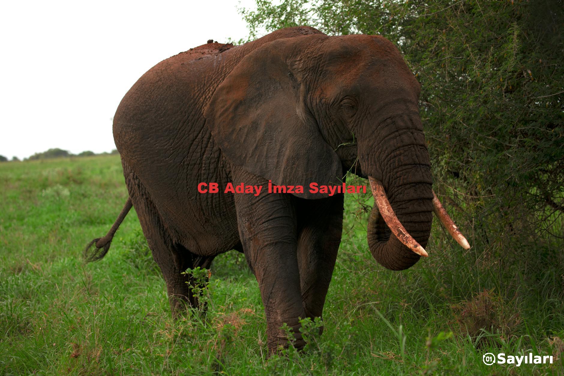 CB Aday İmza Sayıları