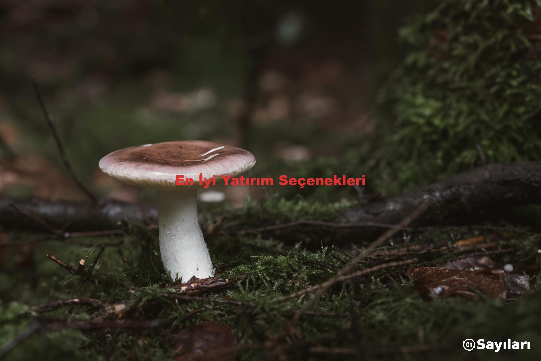 En İyi Yatırım Seçenekleri