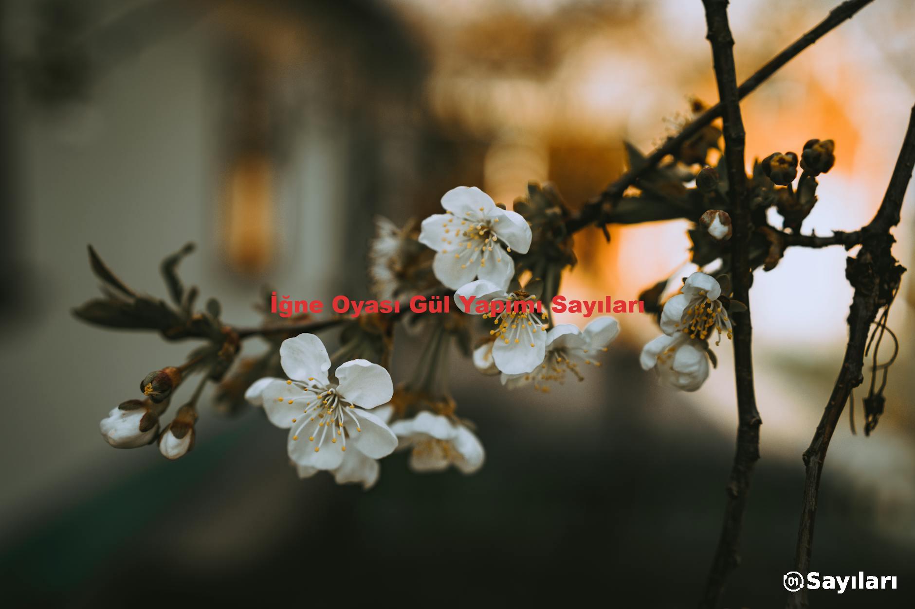 İğne Oyası Gül Yapımı Sayıları
