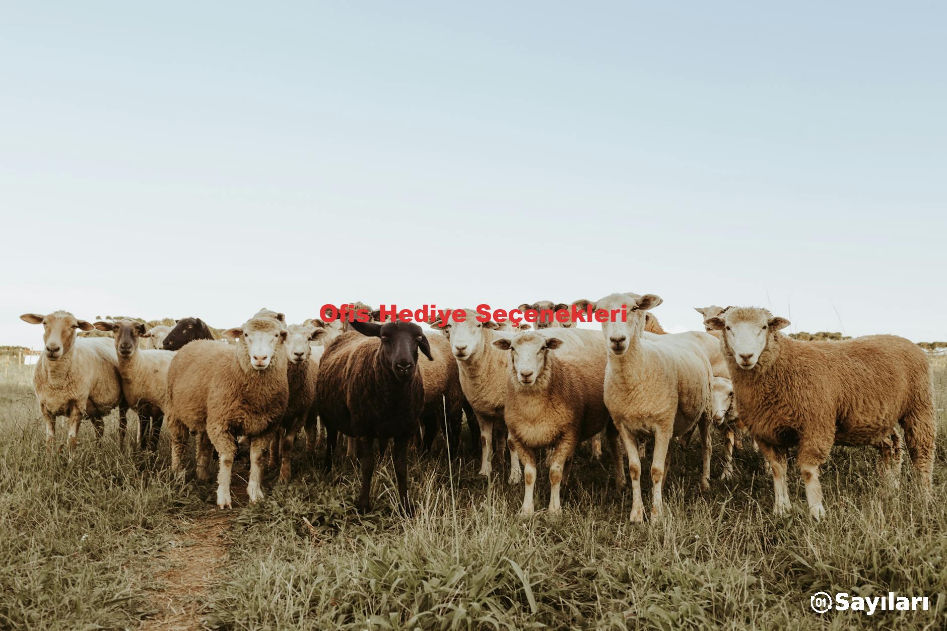 Ofis Hediye Seçenekleri