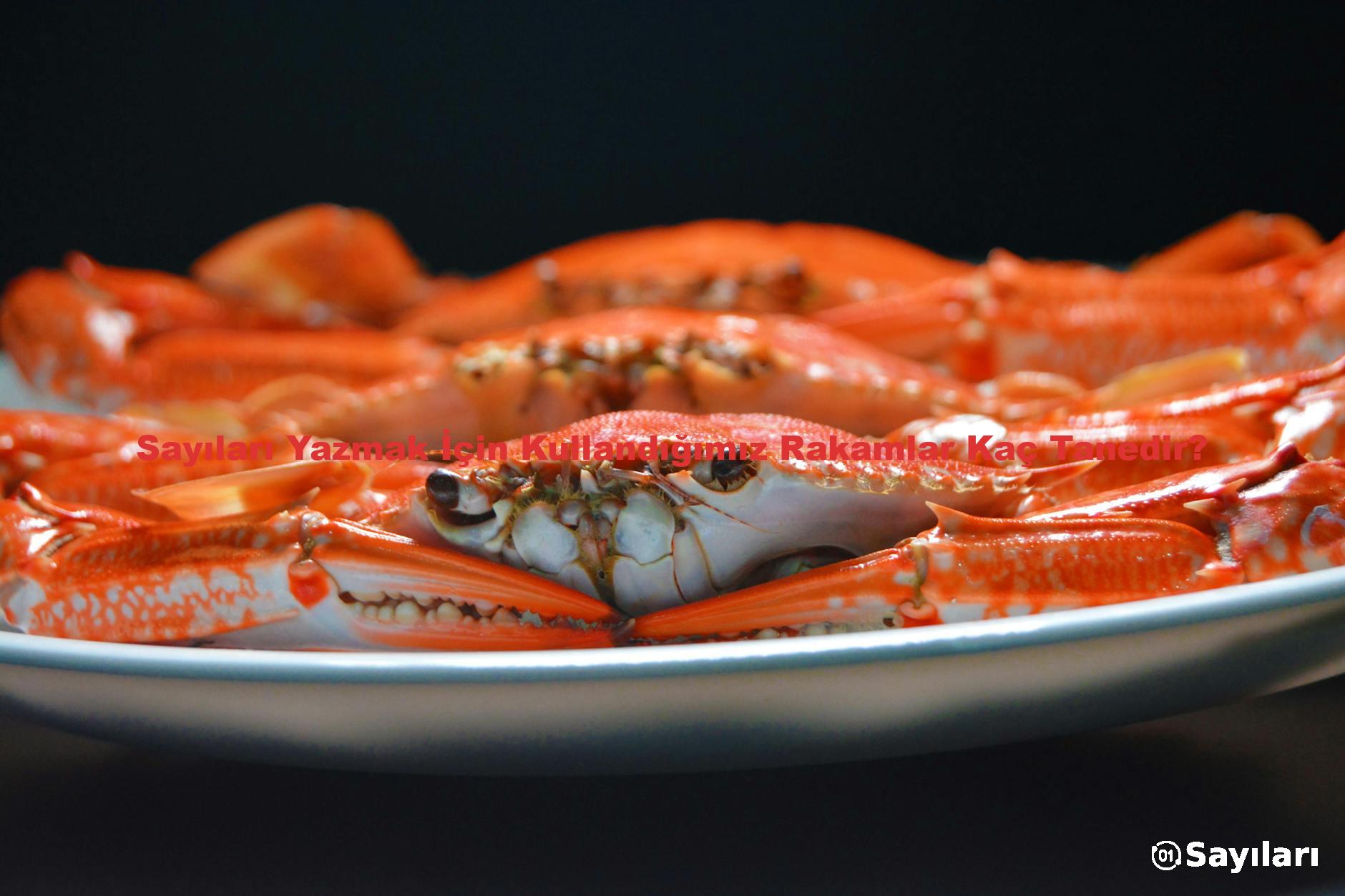 Sayıları Yazmak İçin Kullandığımız Rakamlar Kaç Tanedir?