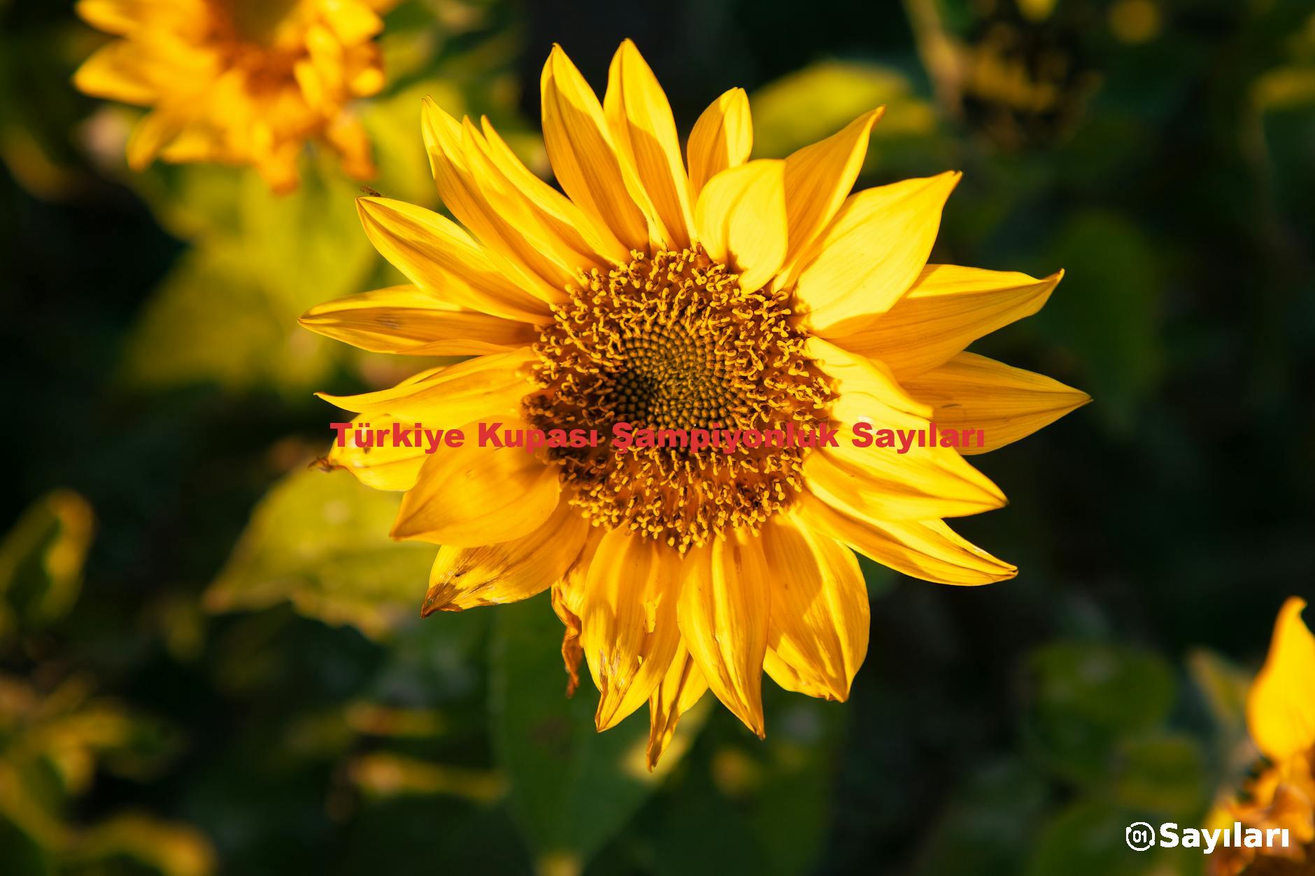 Türkiye Kupası Şampiyonluk Sayıları