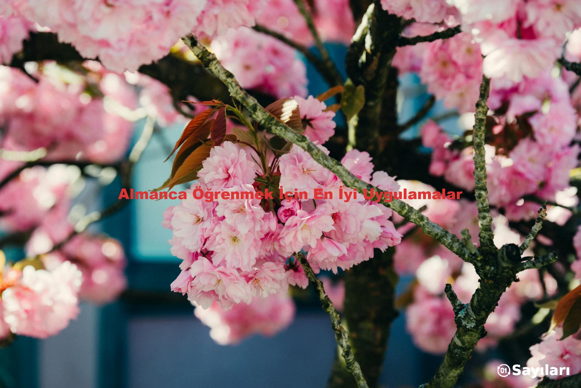 Almanca Öğrenmek İçin En İyi Uygulamalar